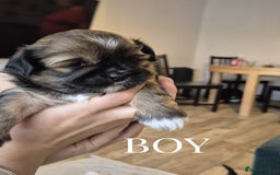 Lhasa Apso dogs for sale: Adorable Lhasa Apso Puppies  - Image 10