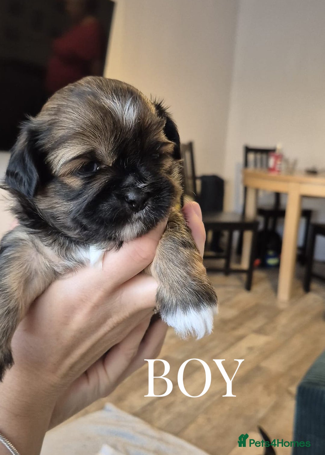 Lhasa Apso dogs for sale: Adorable Lhasa Apso Puppies  - Image 10