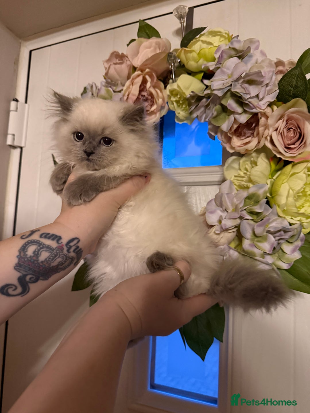 Persian cats for sale: Persians  - Image 6