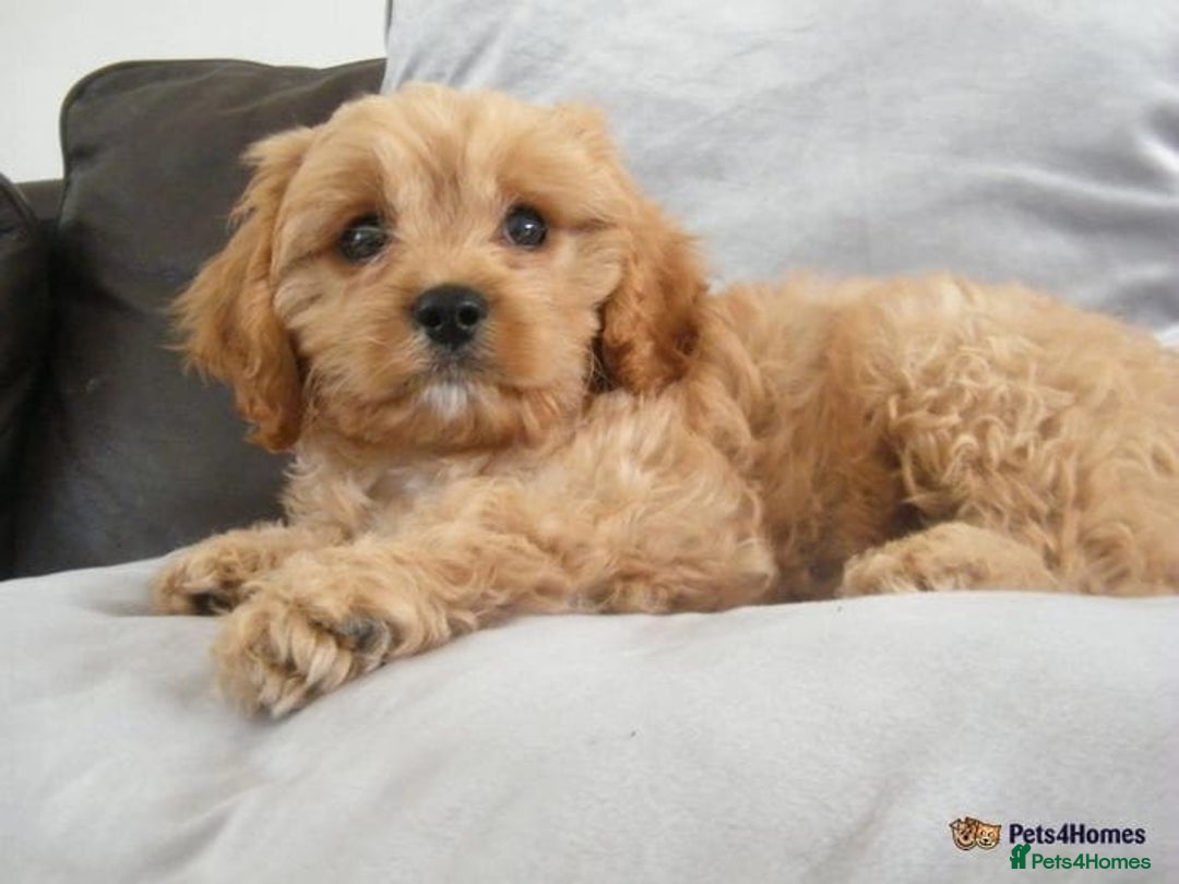 Cavapoo dogs for sale: Red F1 cavapoos Suoerb with full DNA tests - Image 8