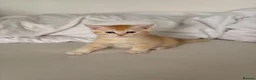 Scottish Fold cats for sale:     Meet Our 4 Sweet Scottish Fold Kittens - Advert 6