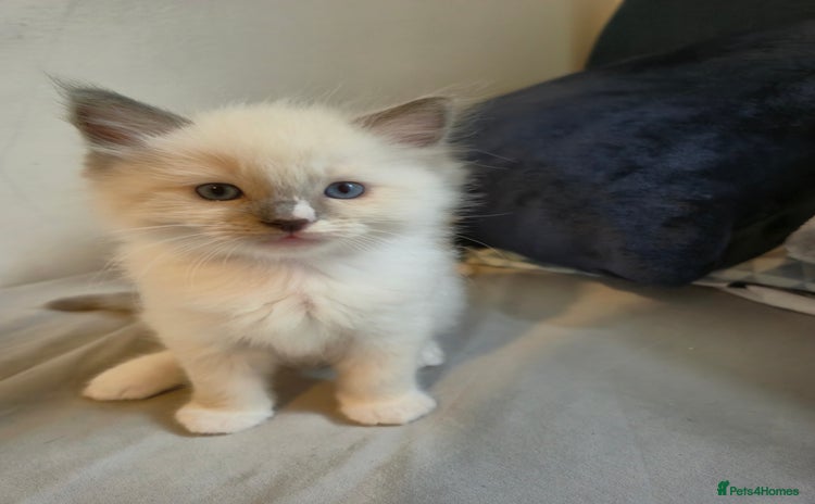 Ragdoll cats - Advert 2