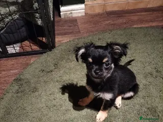 Chihuahua dogs Long haired Black and Tan chihuahua - Advert 2