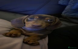 Miniature Dachshund dogs for sale: Male Miniature Dachshund.   - Image 4