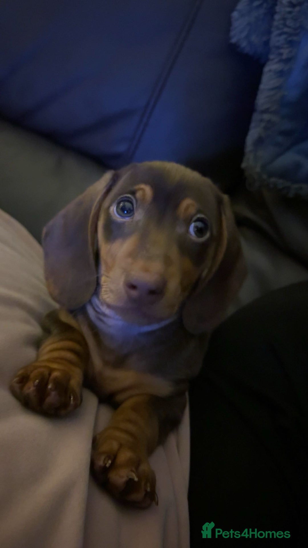 Miniature Dachshund dogs for sale: Male Miniature Dachshund.   - Image 4