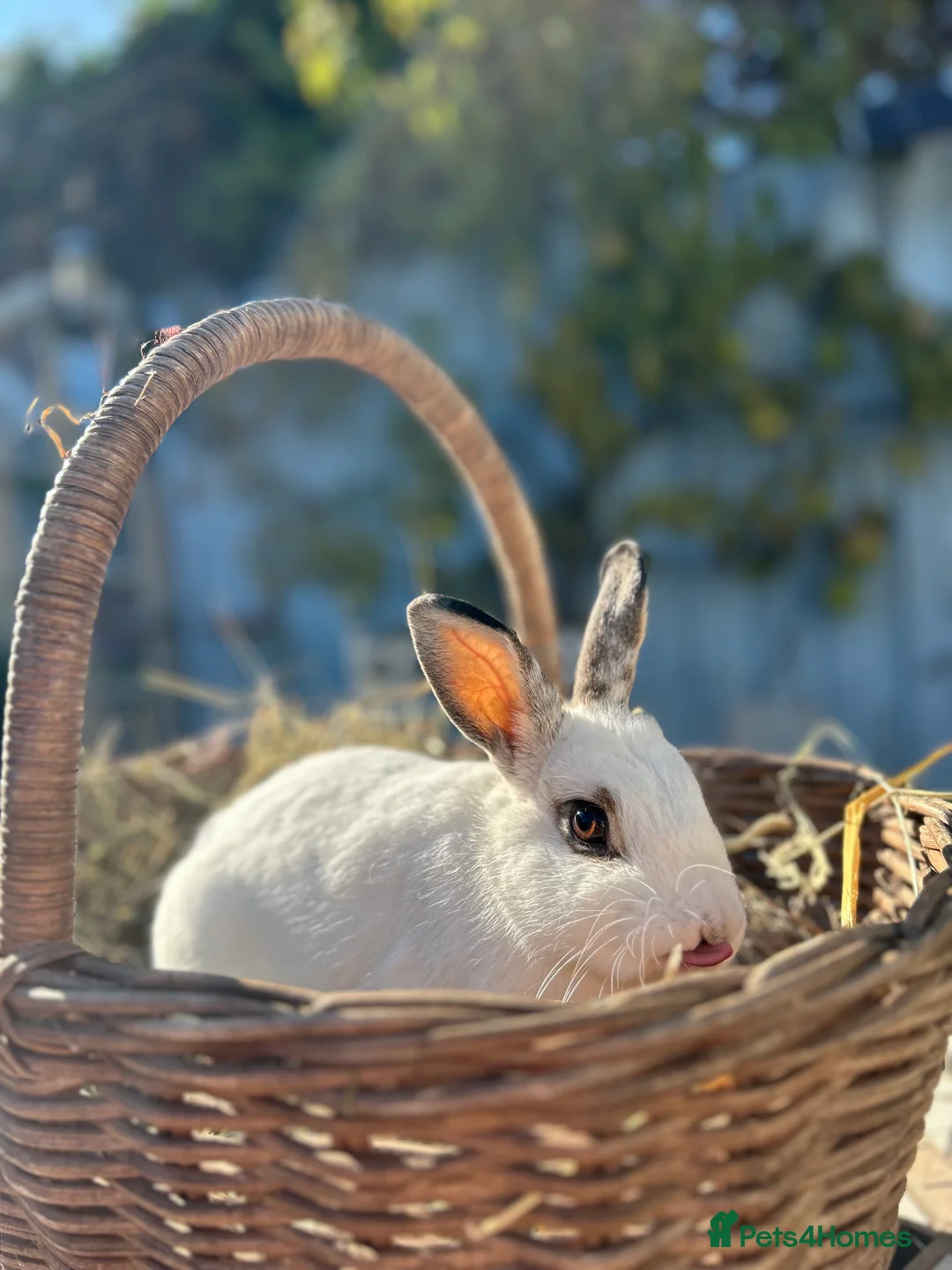 Rex rabbits for sale: Rabbits - Advert 3