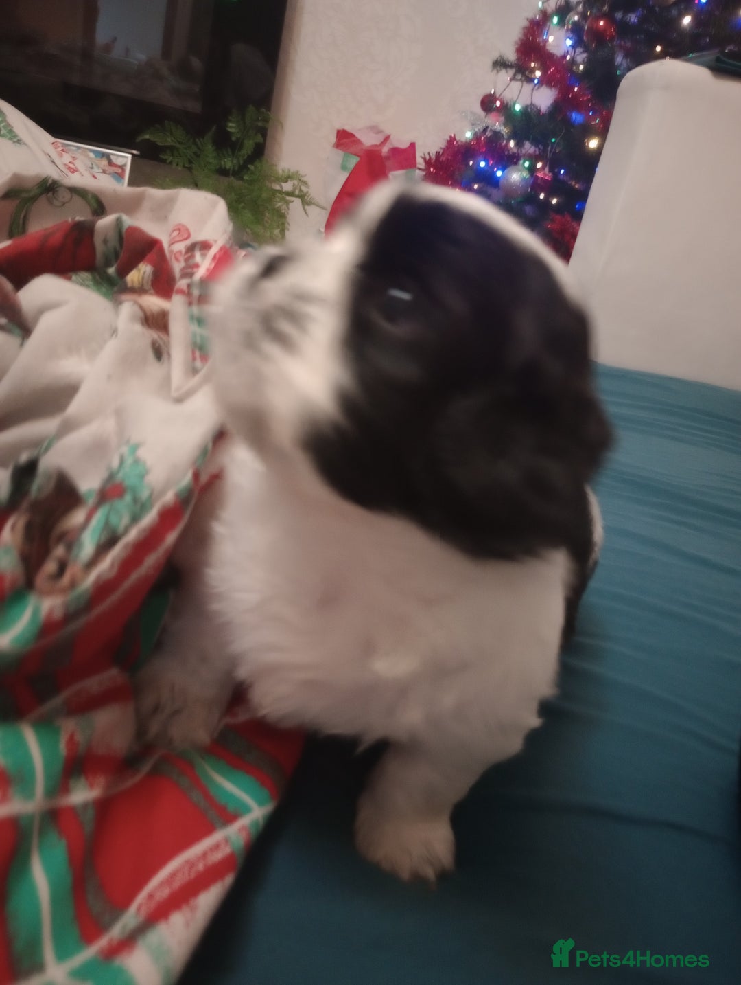 Shih Tzu dogs for sale: Adorable shih-tzu puppies - Advert 19