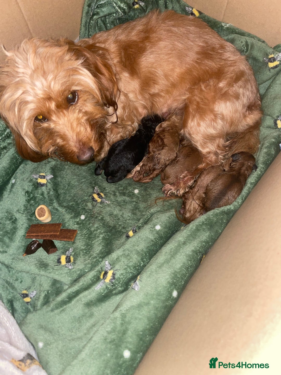 Doxiepoo dogs for sale: Stunning Doxipoo puppies  - Advert 5