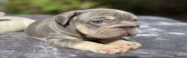 French Bulldog 6
