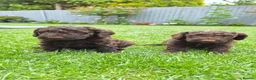 Cockapoo dogs for sale: Gorgeous Cockapoo Black Puppy  - Advert 32