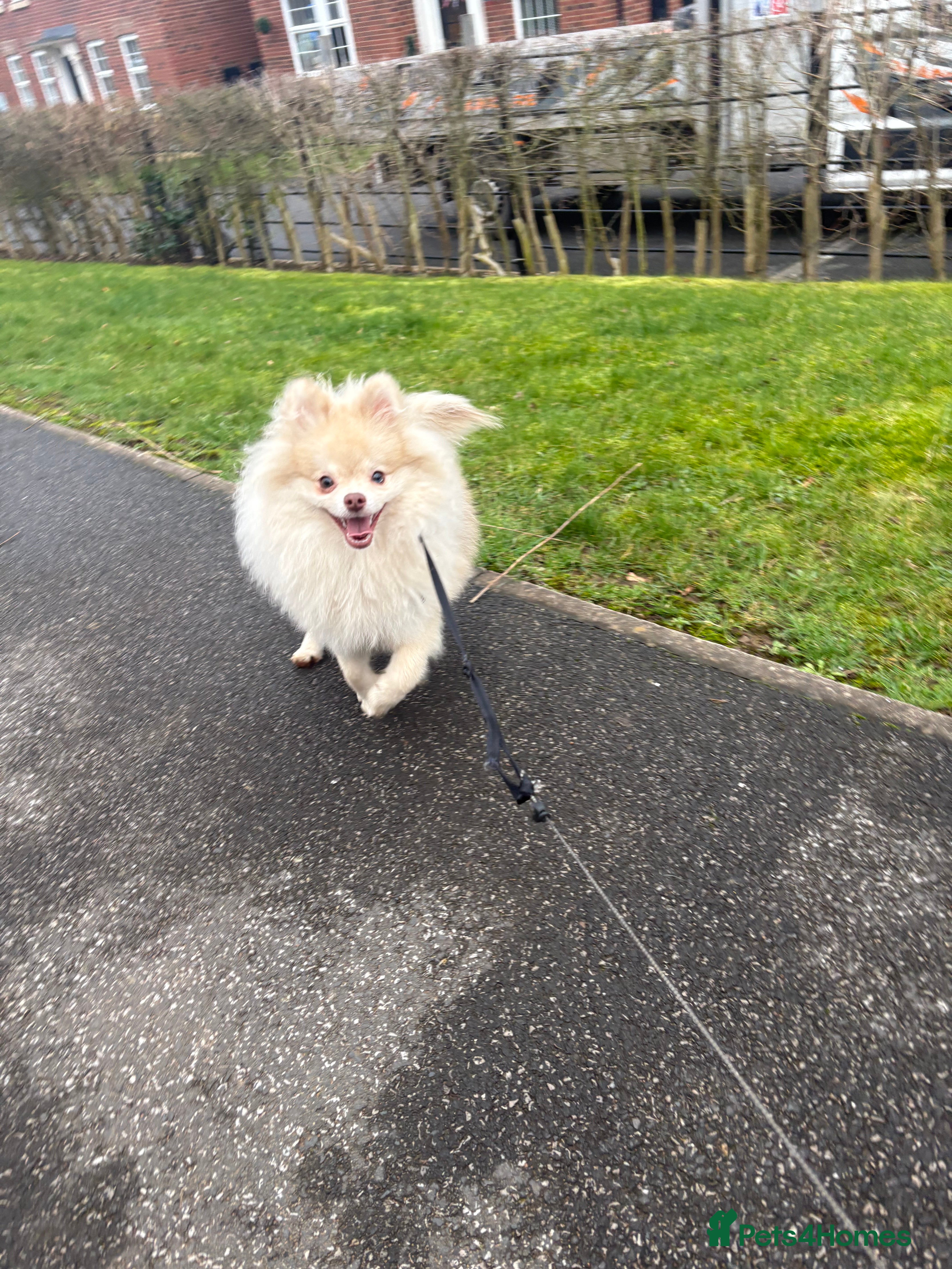 Pomeranian dogs Merle Pomeranian puppy - Advert 18