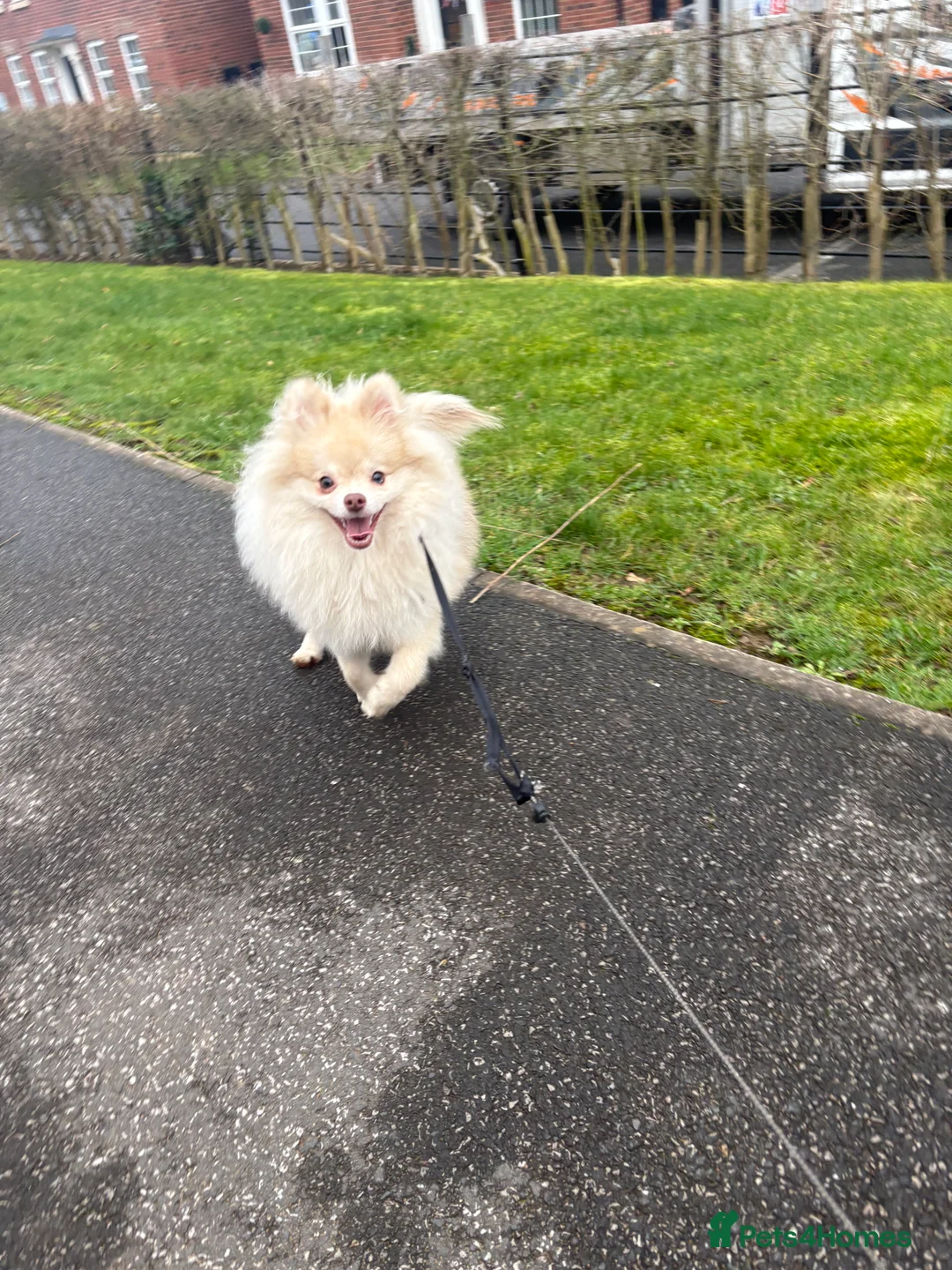 Pomeranian dogs for sale: Merle Pomeranian puppy - Advert 1