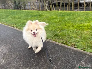 Pomeranian dogs Merle Pomeranian puppy - Advert 18