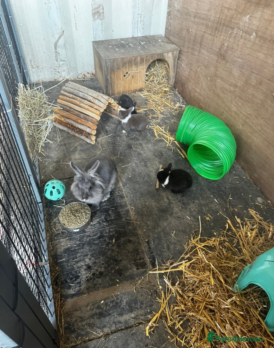 Mini Lion Lop rabbits for sale: 🩷🩵 4 Double mane mini lionlops 🩵🩷 - Advert 7