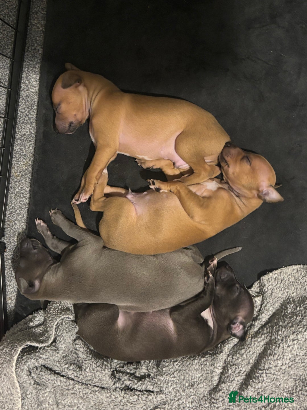 Italian Greyhound dogs for sale: 3 Italian greyhound puppies  - Advert 3