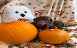 Miniature Dachshund dogs for sale: Perfect Miniature dachshund  - Image 16