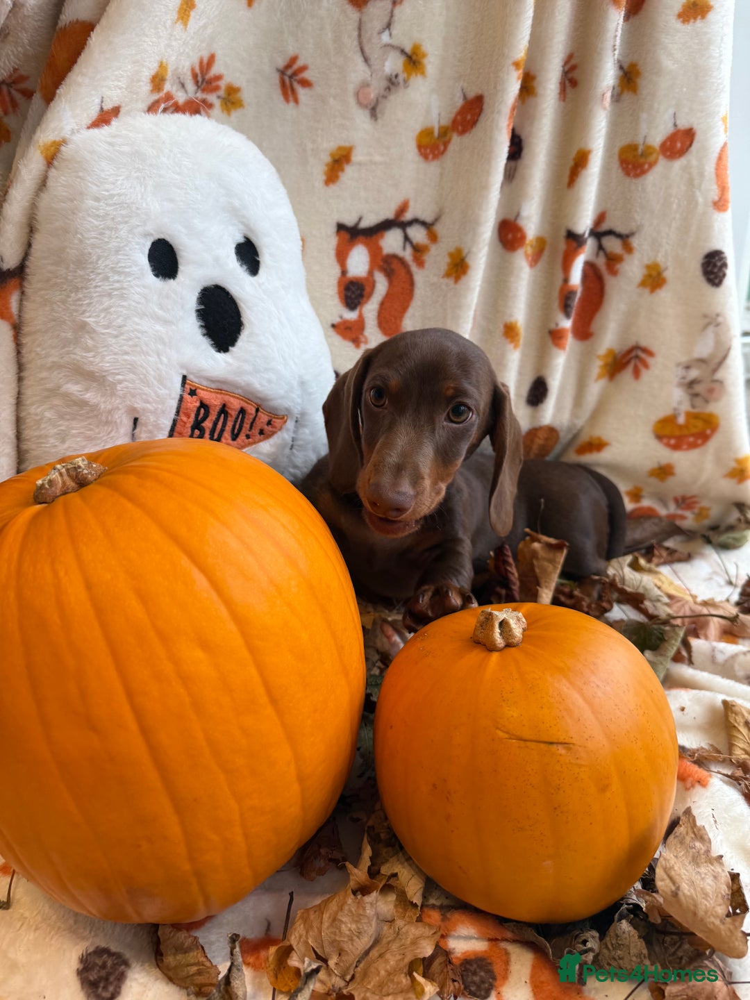 Miniature Dachshund dogs for sale: Perfect Miniature dachshund  - Image 16