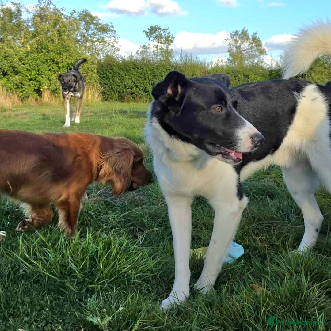 Mixed Breed dogs for adoption: SNOOPY - like a young Border Collie - Image 13