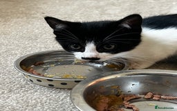 Mixed Breed cats for sale: Beautiful Mixed Breed Kittens for Sale - All Boys  - Image 5