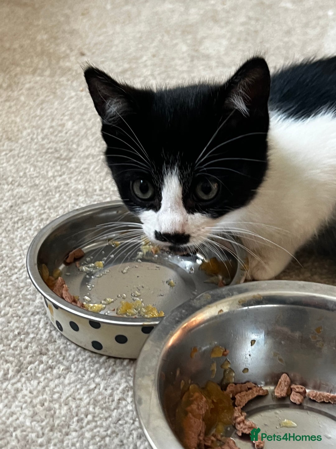 Mixed Breed cats for sale: Beautiful Mixed Breed Kittens for Sale - All Boys  - Image 5