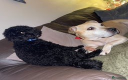 Mixed Breed dogs for sale: Black cockerpoo  for sale  - Image 4