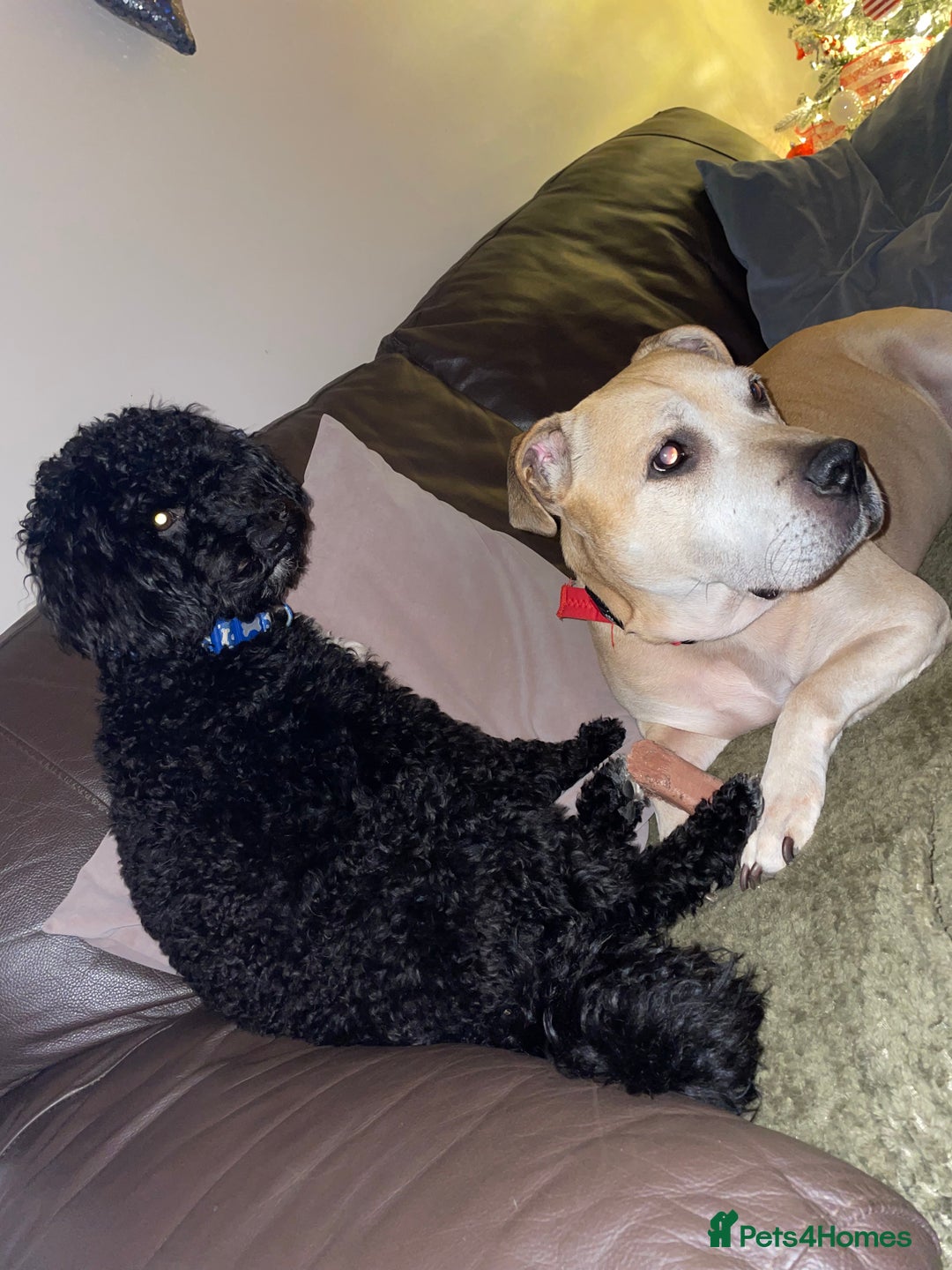 Mixed Breed dogs for sale: Black cockerpoo  for sale  - Image 4