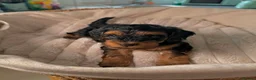 Cockapoo dogs for sale: 5 Gorgeous F2 cockapoos  - Advert 28