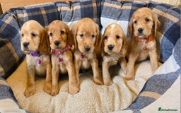 Cocker Spaniel dogs for sale: KC Show Type Cocker Spaniel - Image 1