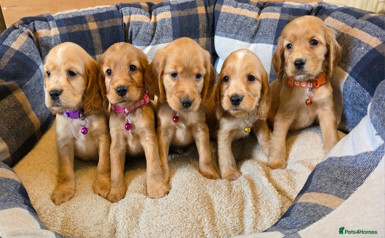 Cocker Spaniel dogs - Advert 1