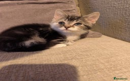 Mixed Breed cats for sale: Cute tabby kittens - Advert 2