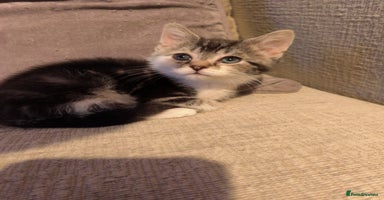 Mixed Breed cats Cute tabby kittens - Advert 6