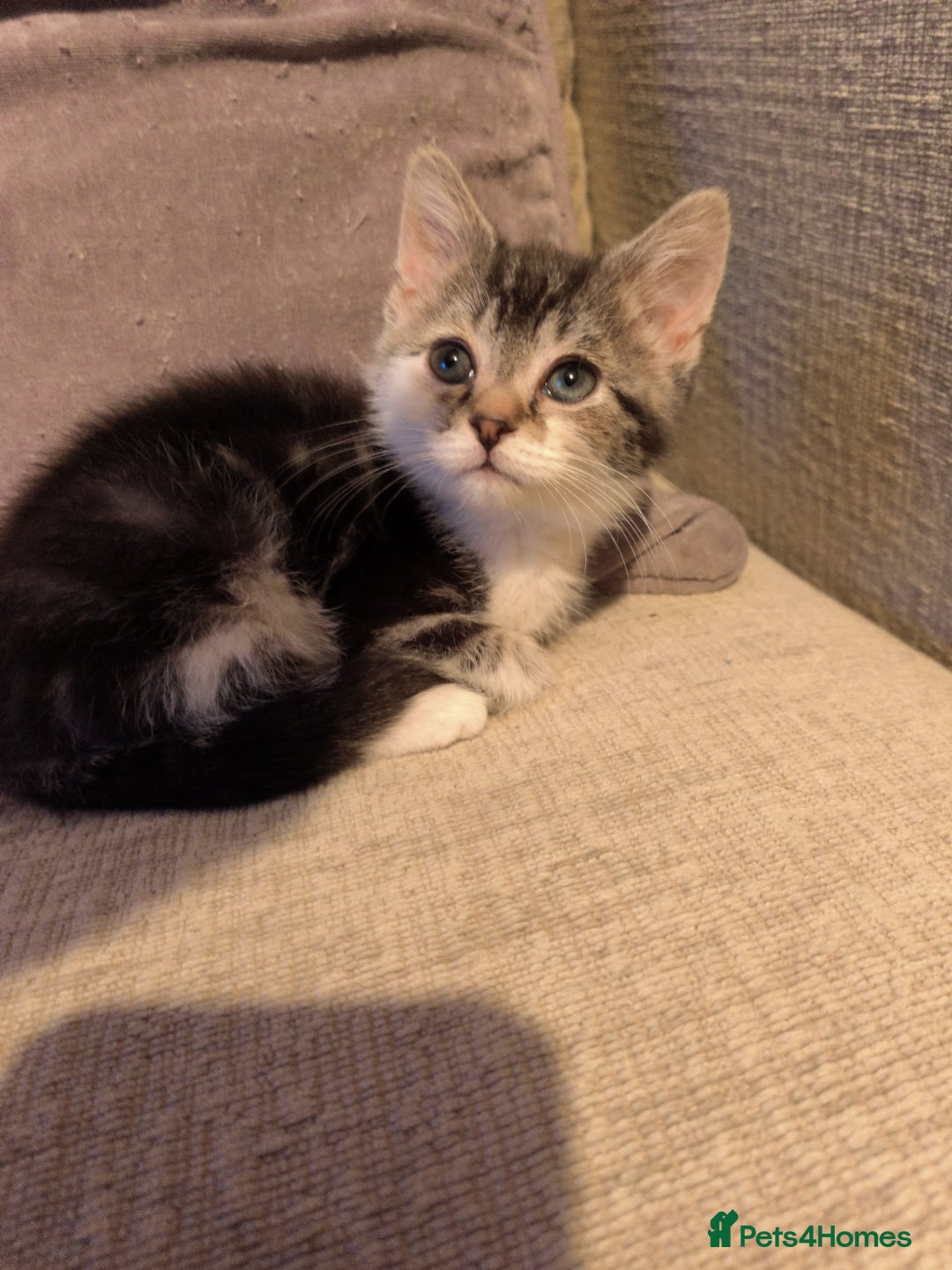 Mixed Breed cats for sale: Cute tabby kittens - Advert 2