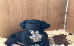 Cocker Spaniel dogs for sale: *READY TO LEAVE* KC Reg Working Cocker Pups in Stocksfield - Image 23