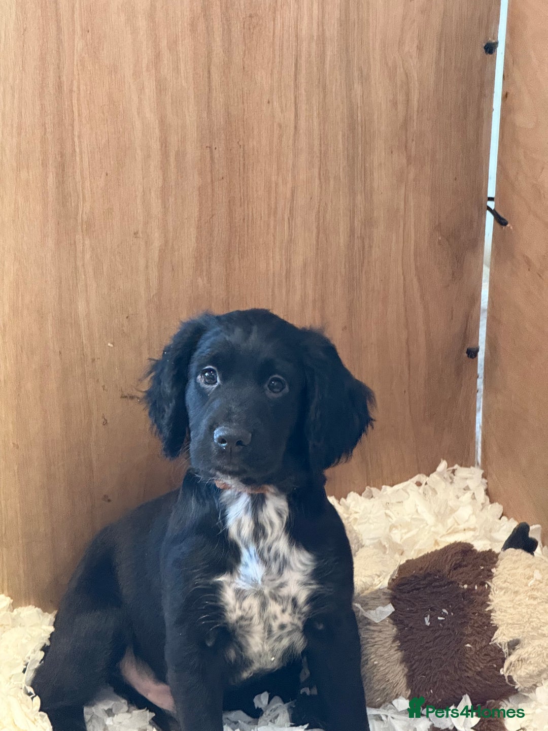 Cocker Spaniel dogs for sale: *READY TO LEAVE* KC Reg Working Cocker Pups in Stocksfield - Image 23
