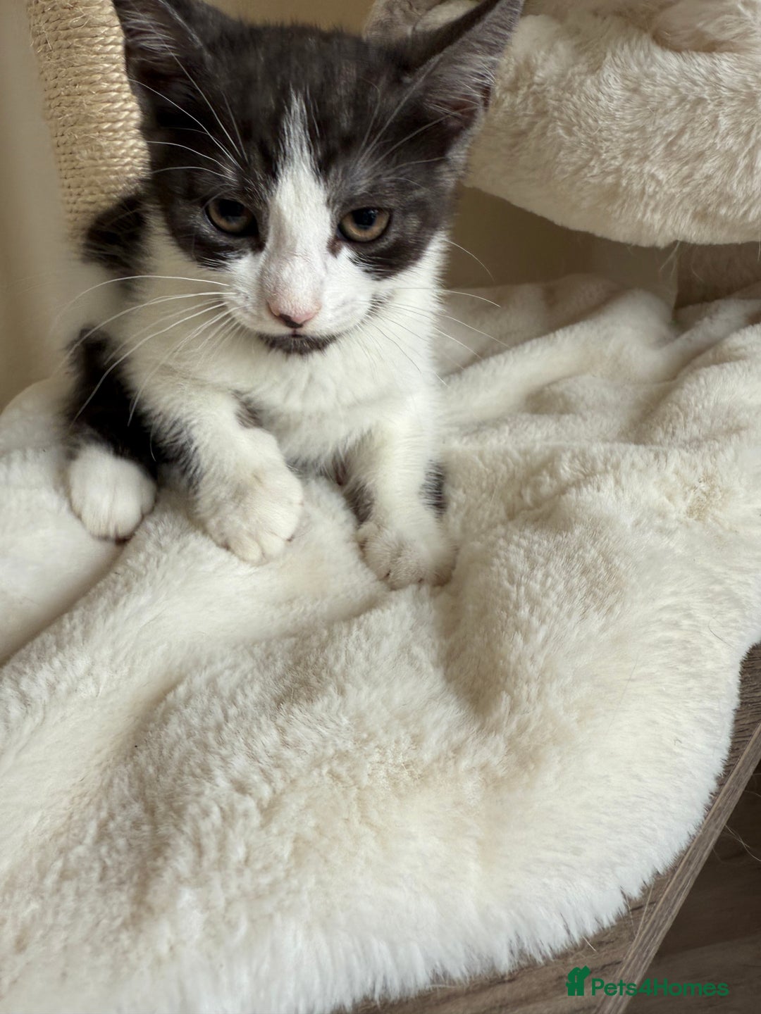 Mixed Breed cats for sale: Beautiful mixed litter  - Image 3