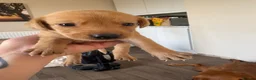 Labrador Retriever dogs for sale: 2 Labrador puppies. 1 black and 1 red girl  in Chesterfield - Advert 7