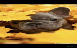 French Bulldog dogs for sale: Quality french bulldogs - Image 5