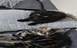 Mixed Breed cats for sale: RH16 3HE - Image 9