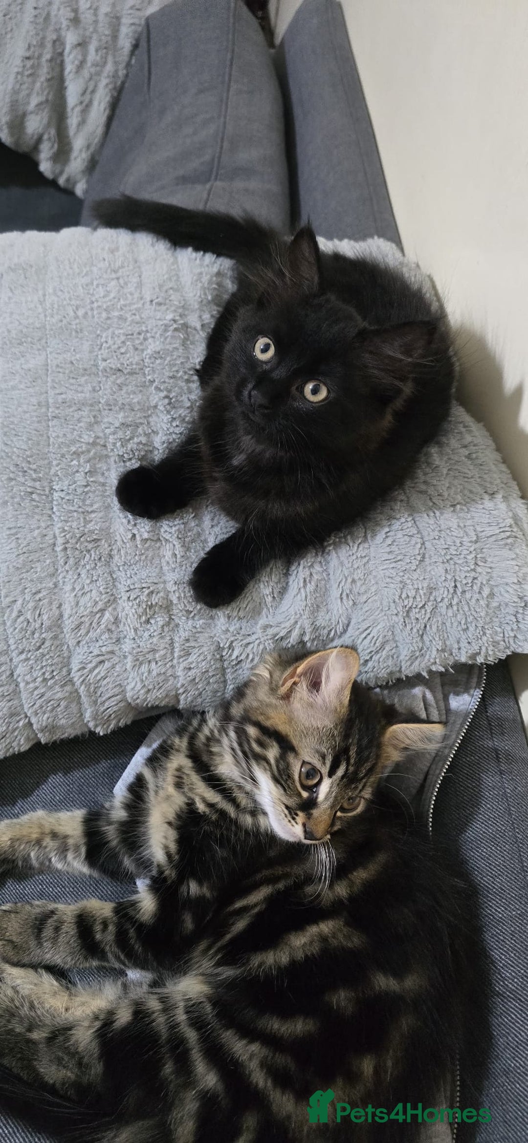 Mixed Breed cats for sale: RH16 3HE - Image 9