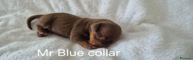 Mr Blue collar Chocolate/Tan