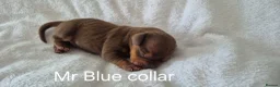 Miniature Dachshund dogs for sale: Litter of 5 beautiful boys - Advert 4