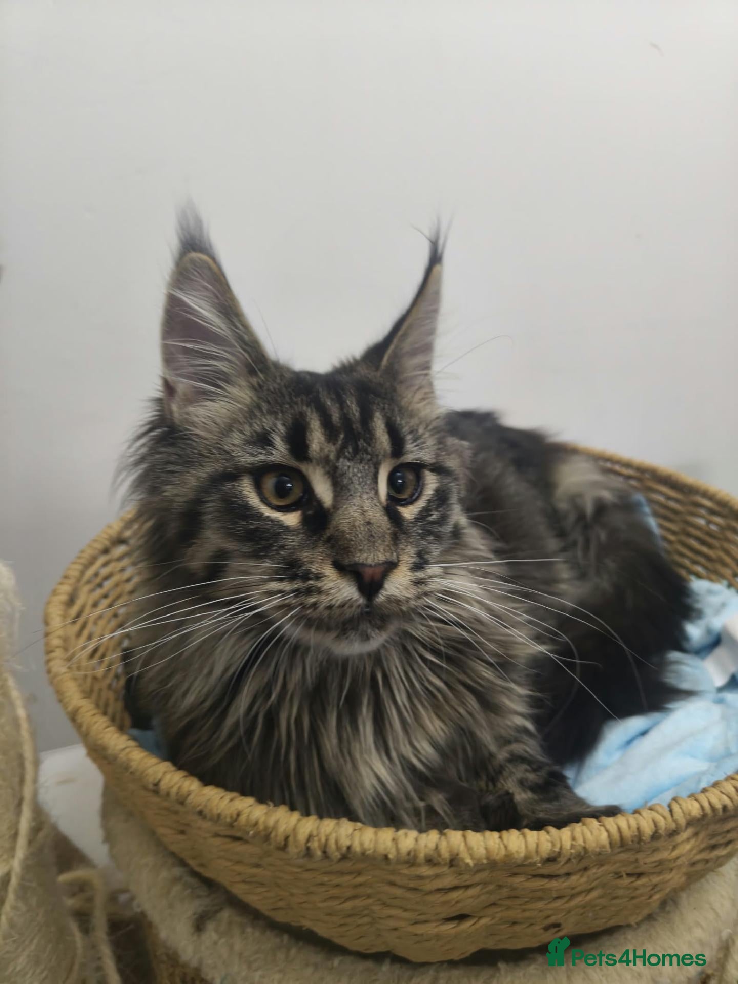 Maine Coon cats for sale: maine coon kittens last two left  - Advert 2