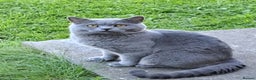 British Shorthair cats for stud: GCCF Registered Active, Blue Cat For Stud. in Sheffield - Advert 10