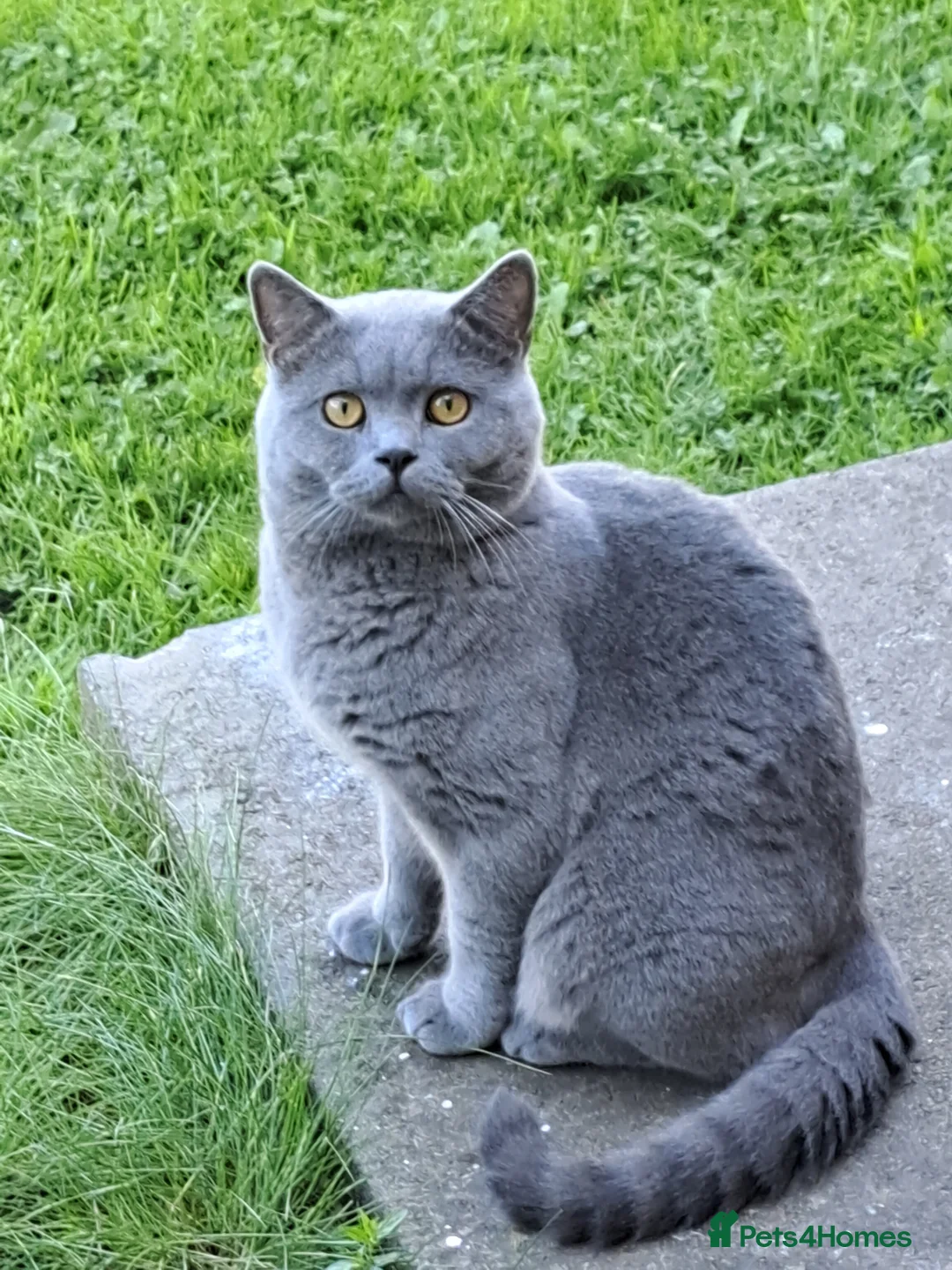 British Shorthair cats for stud: GCCF Registered Active, Blue Cat For Stud. in Sheffield - Advert 10