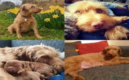 Hungarian Vizsla dogs for sale: WIREHAIRED VIZSLA PUPS - Image 2