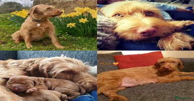 Hungarian Vizsla dogs - Advert 2
