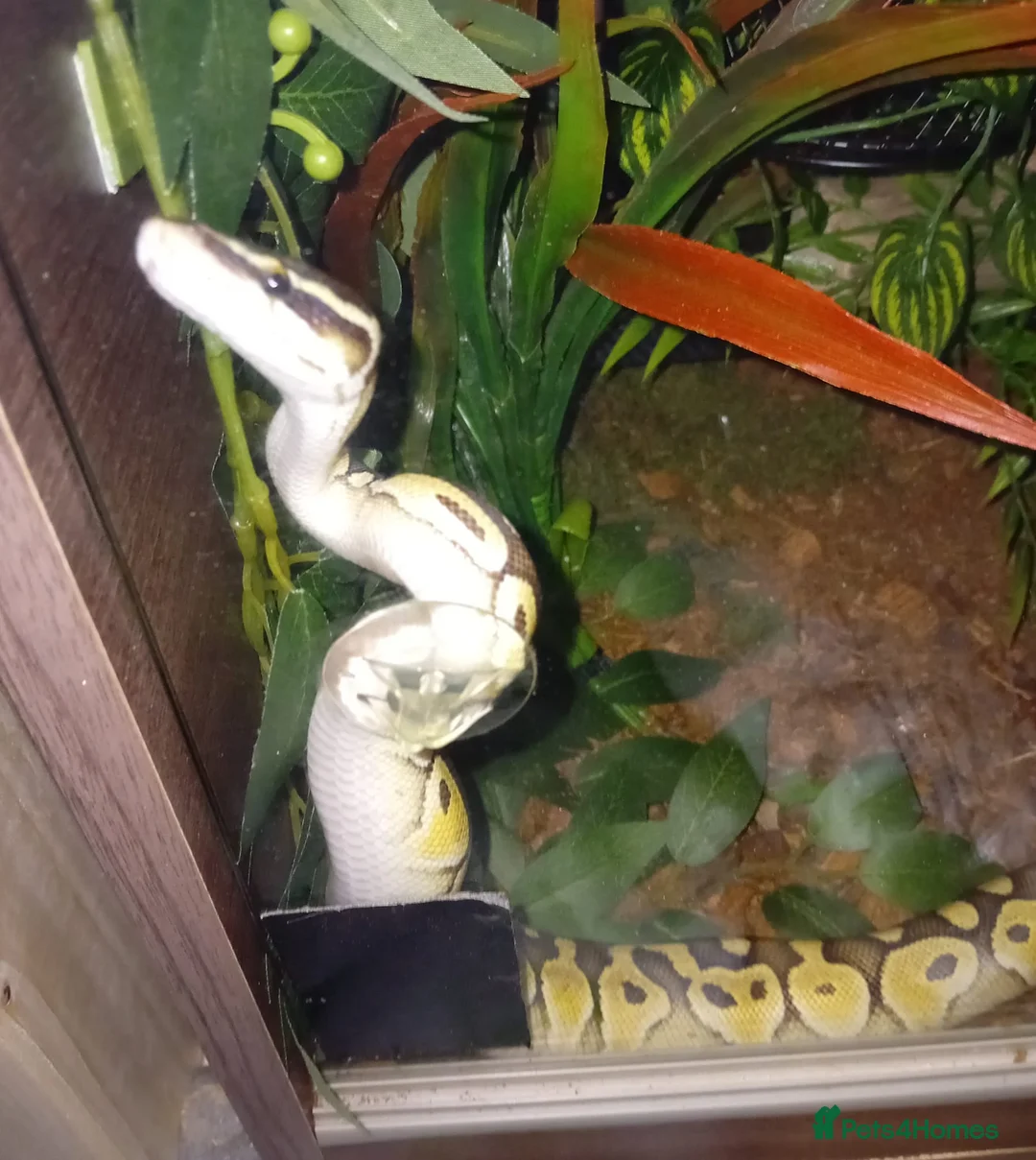 Python Snake reptiles for sale: Female python  in Sandy - Advert 3