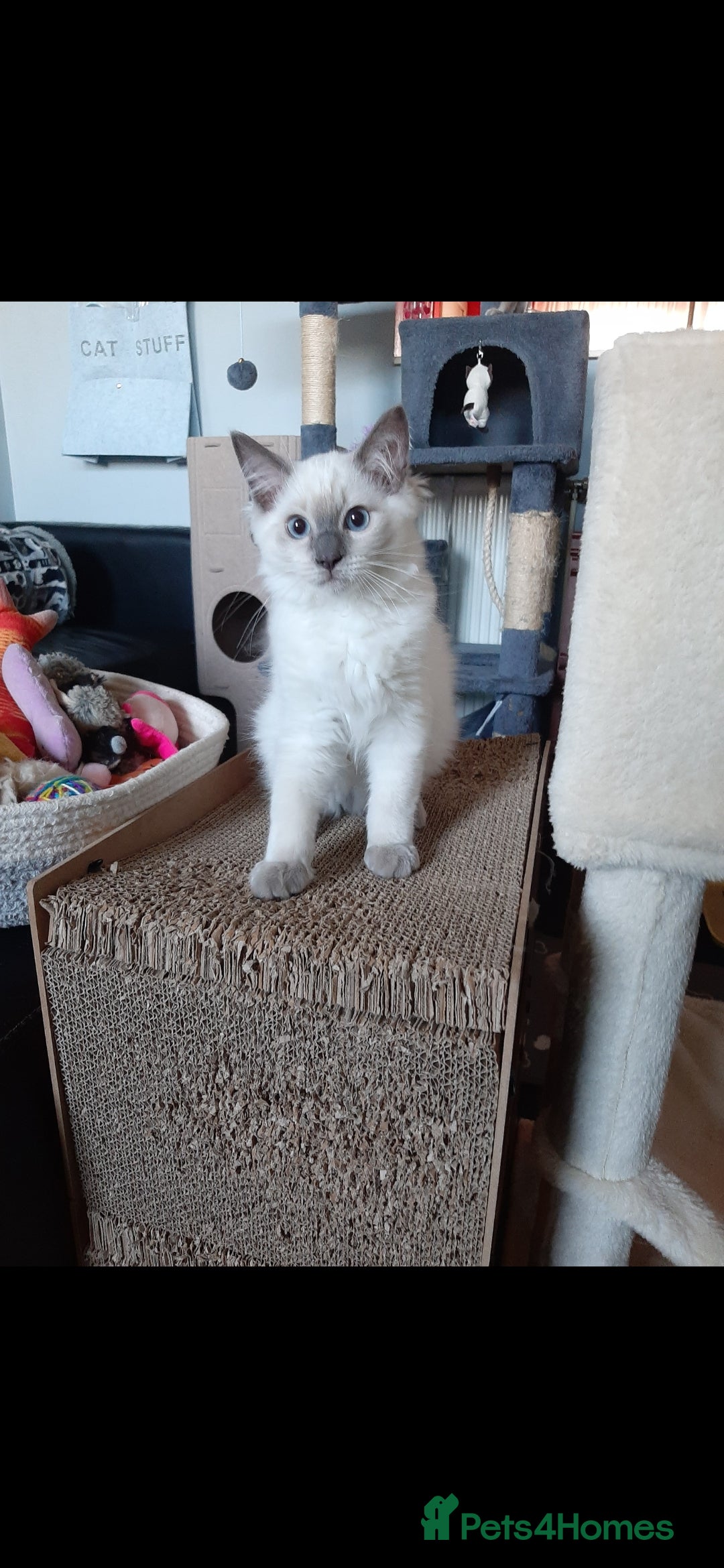 Ragdoll cats for sale: Gorgeous Ragdoll kittens  - Image 4