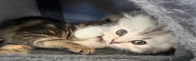 Scottish Fold 5