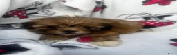 Shih Tzu dogs for sale: Imperial Shih Tzu puppies - Advert 10